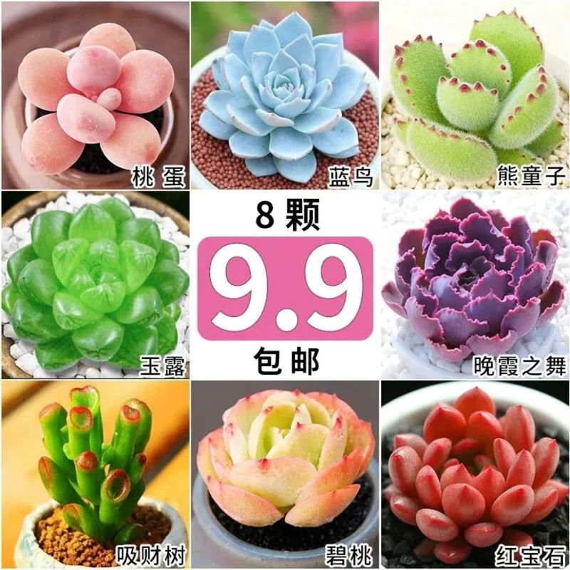 多肉植物盆栽精品多肉盆土组合花卉绿植盆栽防辐射新手易活