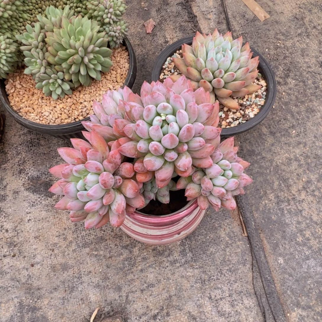 红陶20CM（含）-50CM（不含）