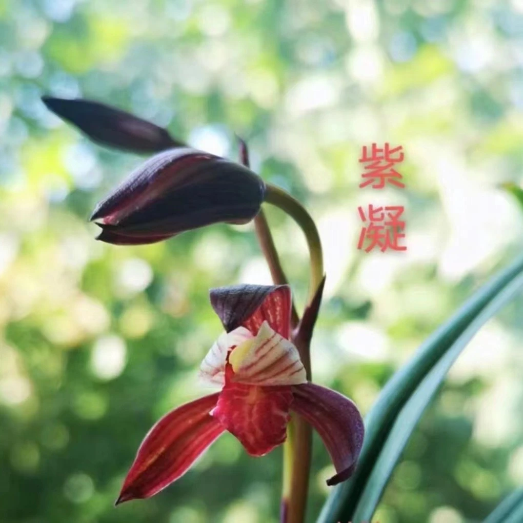 建兰铭品紫凝（黑美人）色彩艳丽且稳定，花大，叶姿优美绿植花卉