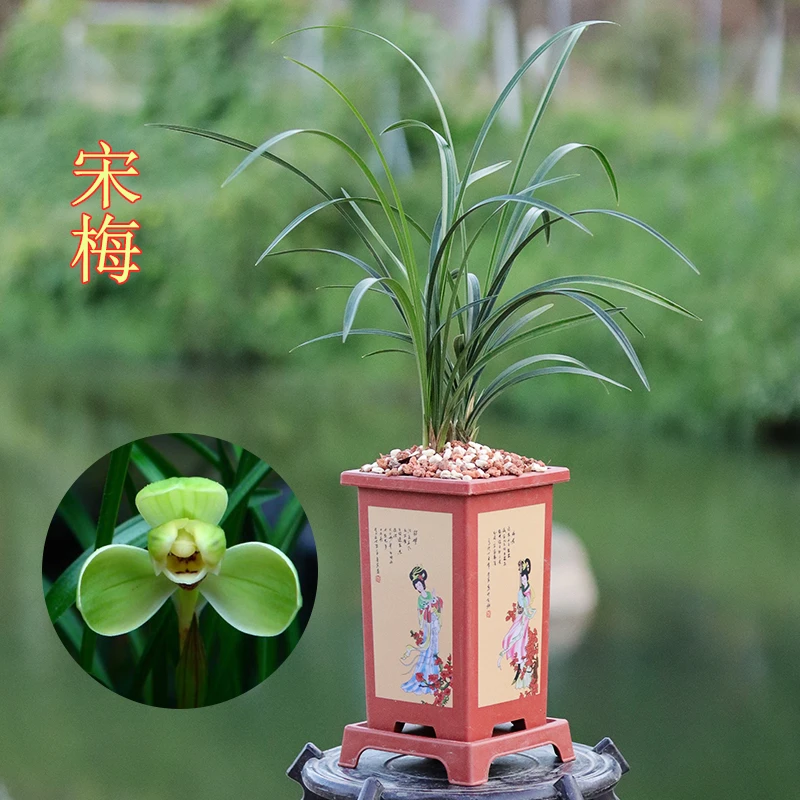 老经典春兰四天王宋梅龙字汪字集圆（10月—2月带花苞）花卉