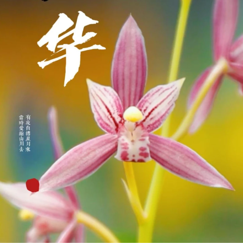 建兰铭品先明艺粉红花 芳华（7月—12月带花苞）绿植花卉