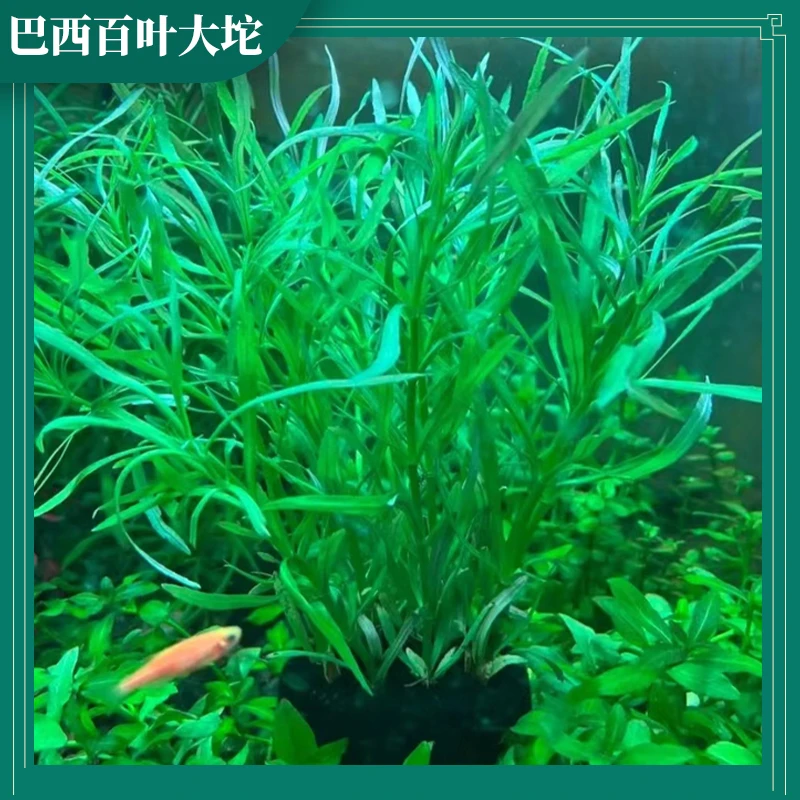 巴西百叶坨草美观沉底发货生长懒人新手水草简单易养大型专业景观