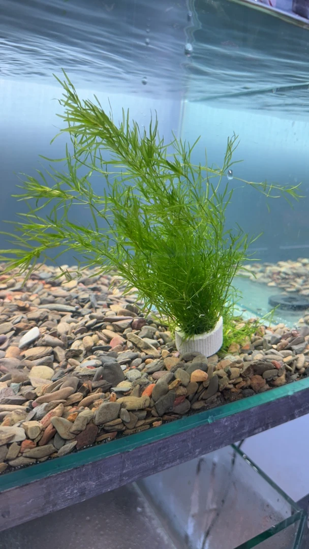 竹节草一大包很多颗