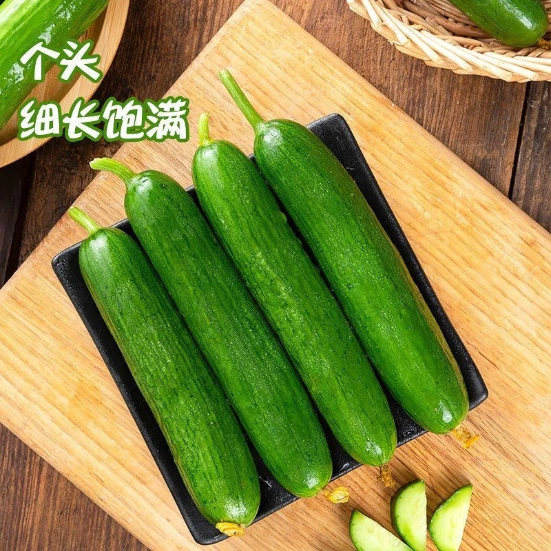 【新客立减】山东寿光正宗水果小黄瓜爽口脆甜新鲜采摘当地直发无刺