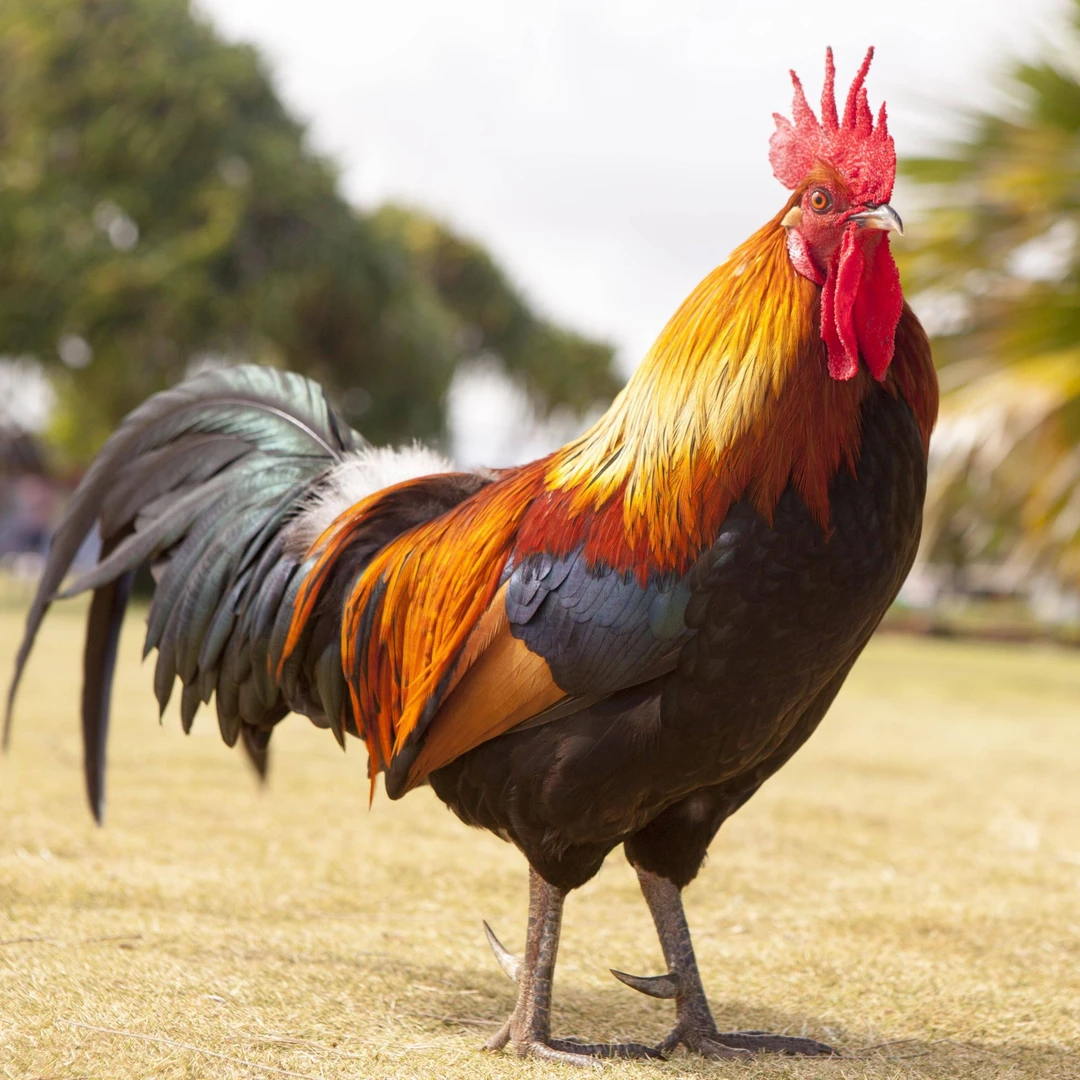 莘鲜先森放养土公鸡农家散养鸡肉质鲜嫩2只净重6斤左右健康养殖