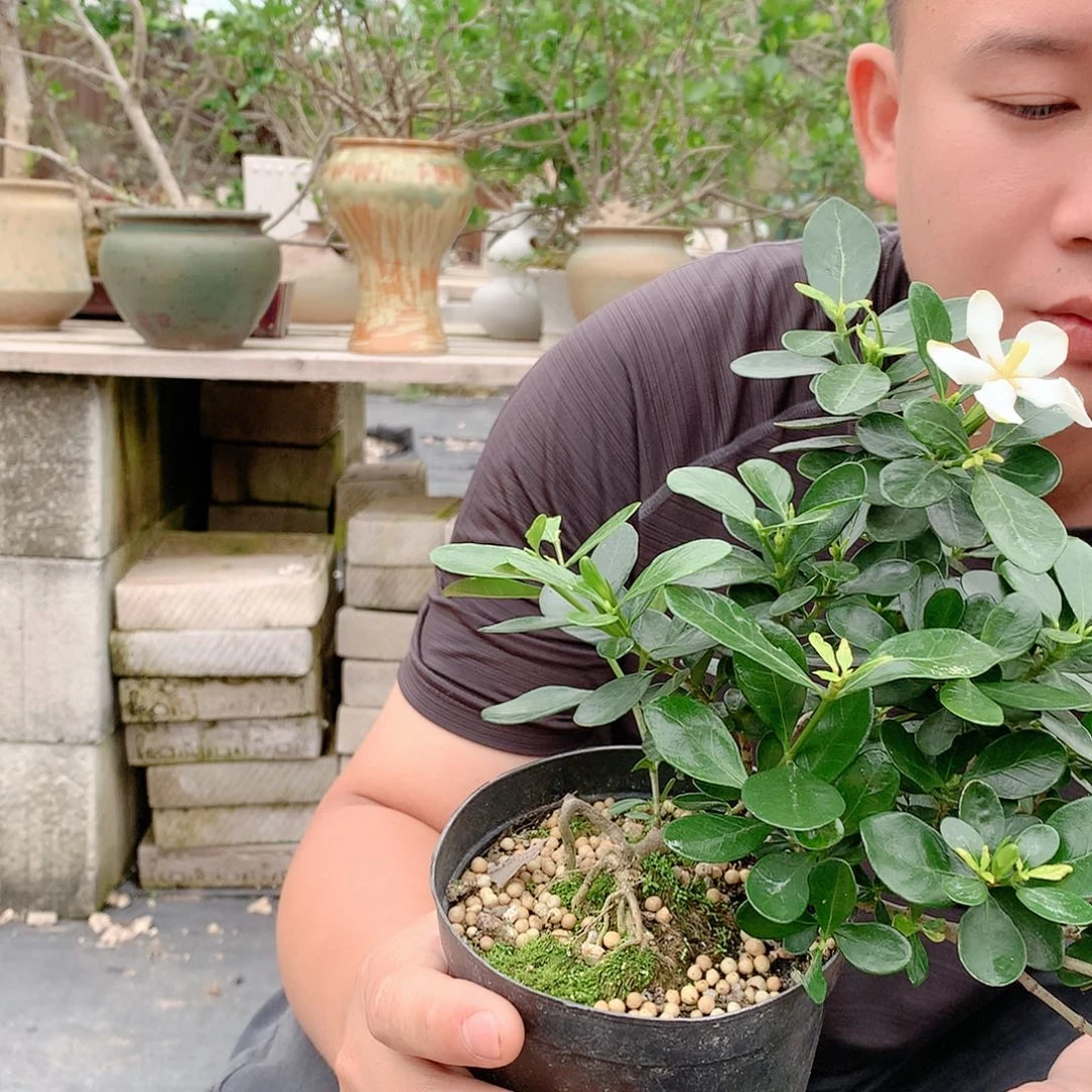 栀子888888静**花