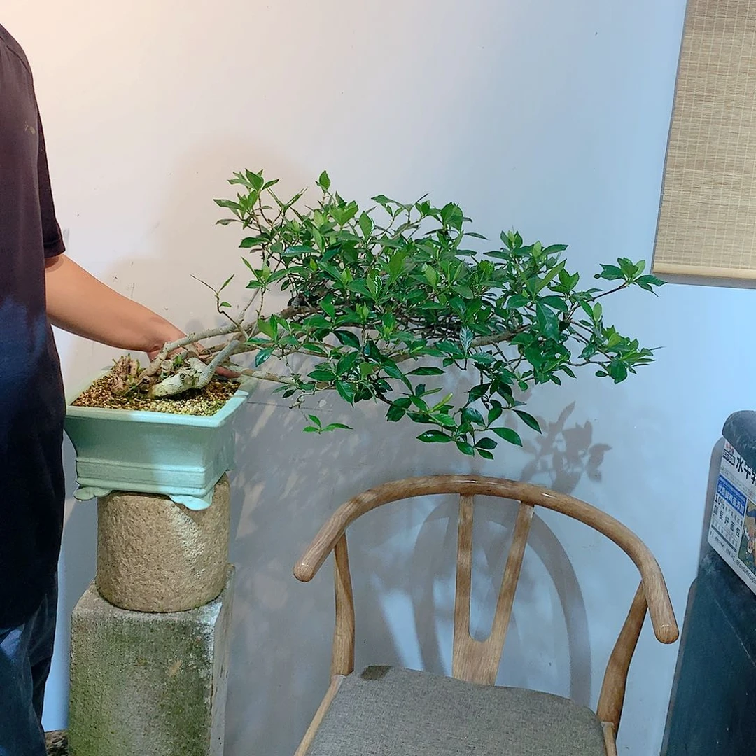栀子花杜*航栀子花55555555