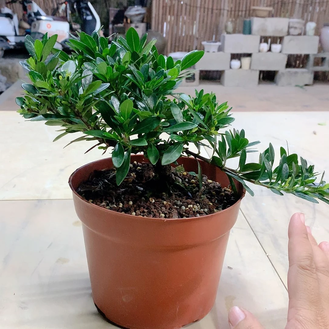 木本植物春花栀子