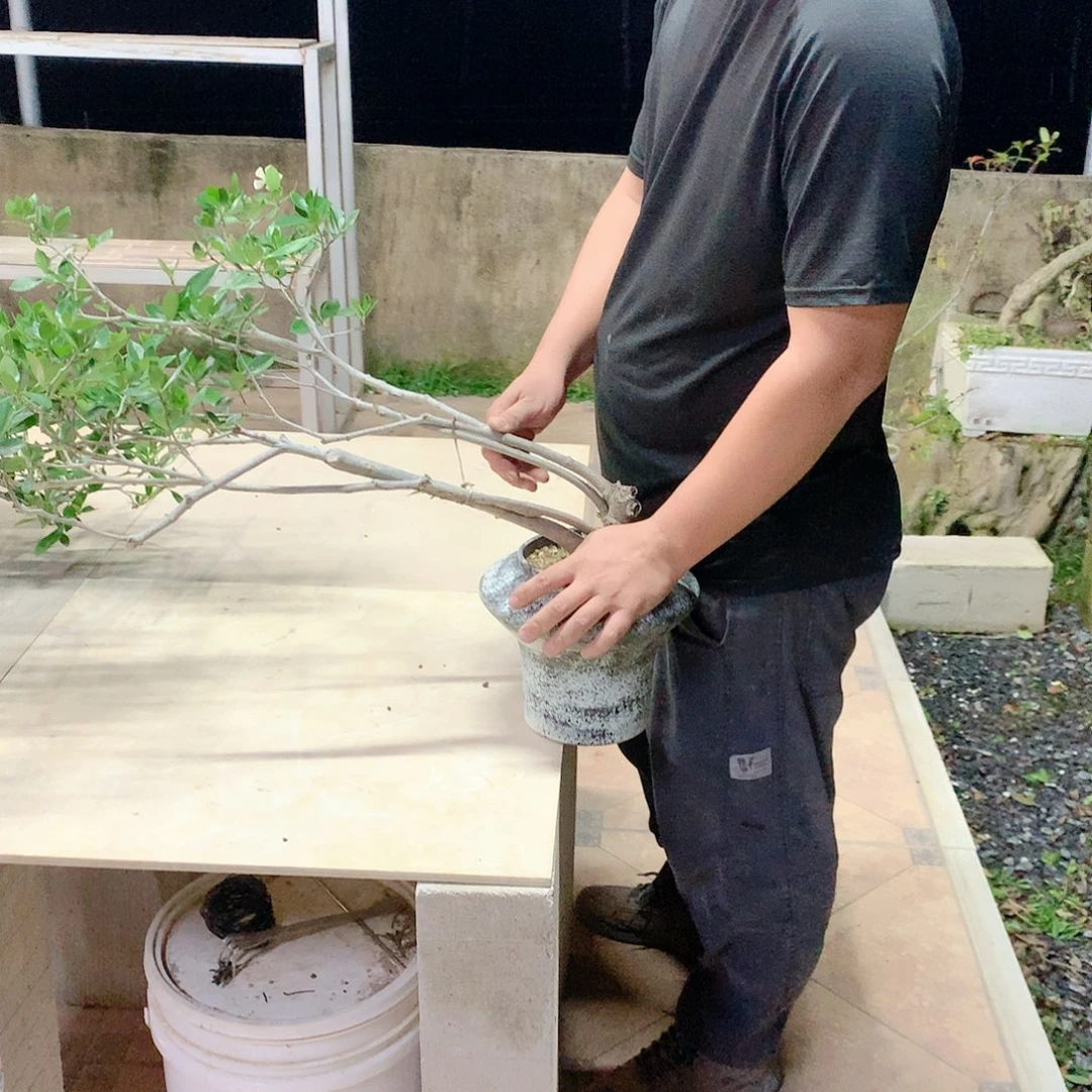 杂木植物铭**?栀子花88888