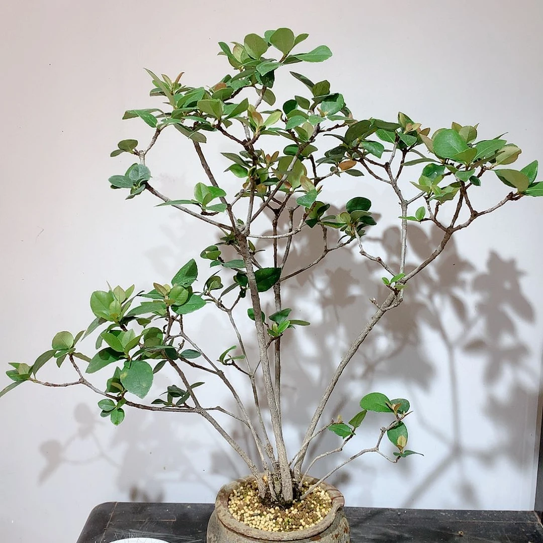 木本植物春花张*赐春花