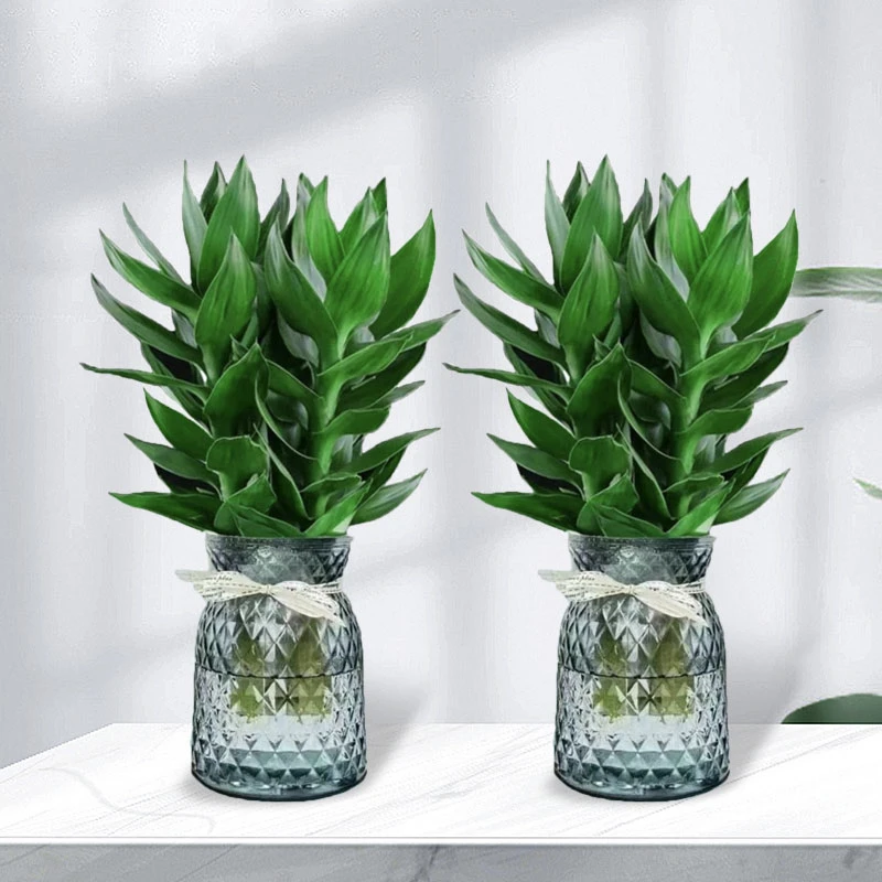 【拍一发二】观音竹植物办公室内盆栽客厅好养清新摆放养护绿植