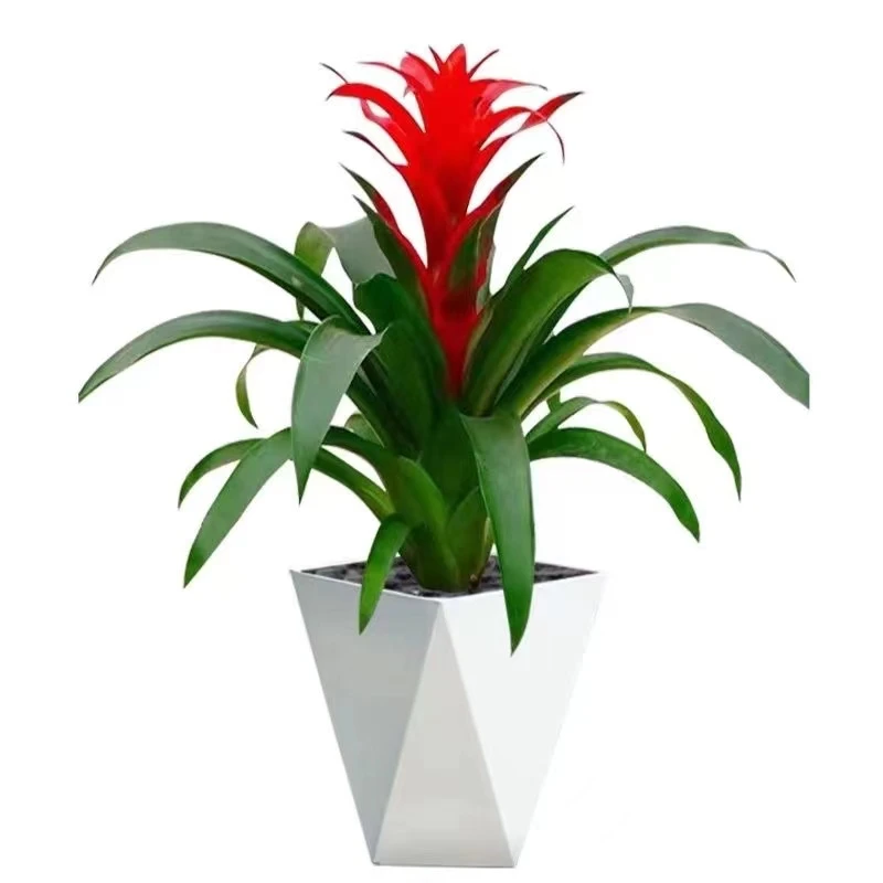 一枝独秀鸿运当头绿植盆栽花卉开花室内客厅植物红星花间