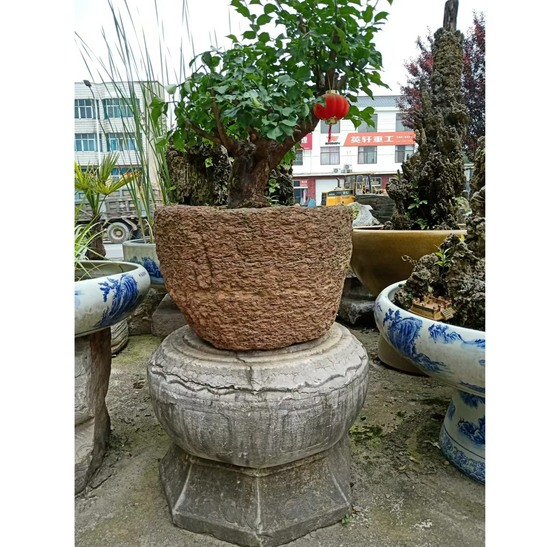 斜杆骨里红老桩红梅