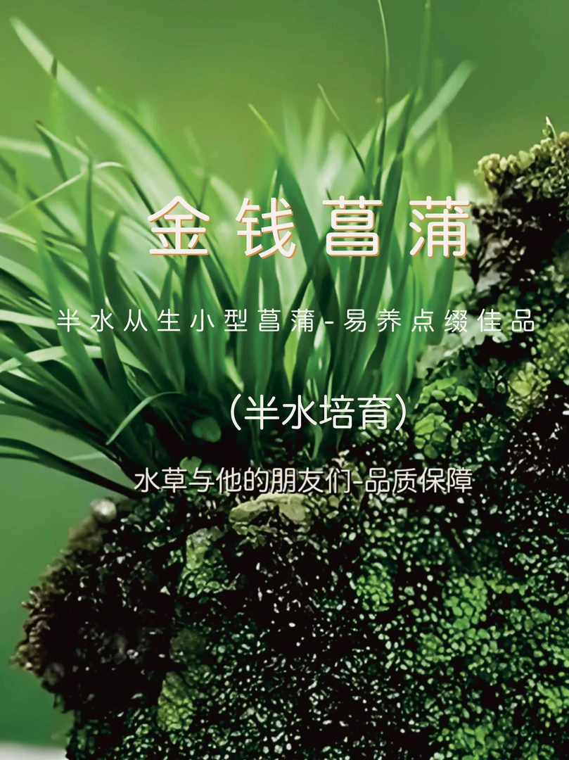 金钱菖蒲（半水）古法缸，原生缸点缀推荐（裸草无杯发货）