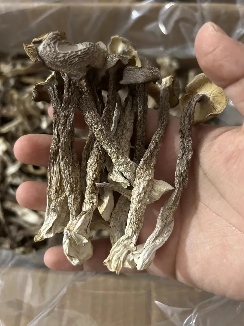 【鹿茸菇】精选云南 干货 100g-500g  煲汤炒菜  脆嫩爽口 土特产