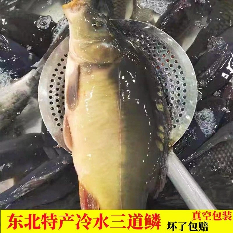 三道鳞东北三道鳞冷冻发货 2斤3斤顺丰包邮特产真空包装