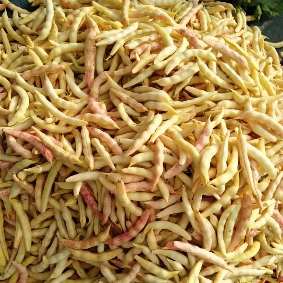 ［小院种植］东北黄金钩豆角勾勾黄豆角新鲜现摘现发1斤2斤包邮