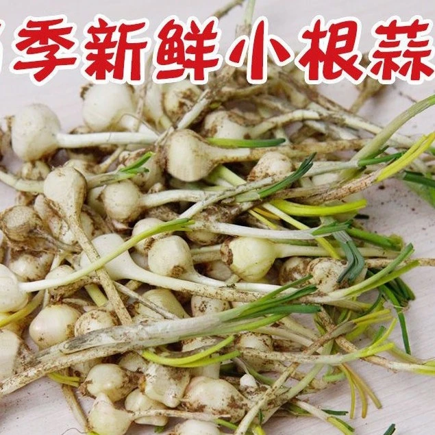 东北小根蒜野菜带土发货野葱大脑瓜野蒜荞野蒜即食东北特产1斤2斤