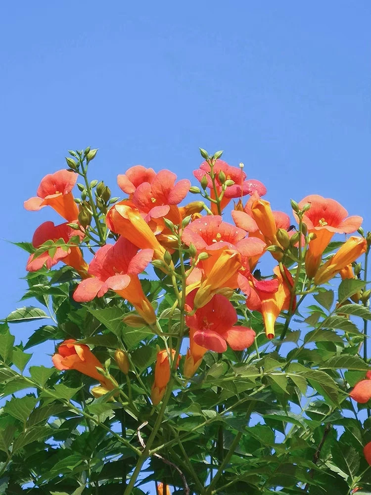 一物一拍  凌霄花四季爬藤植物耐热耐寒