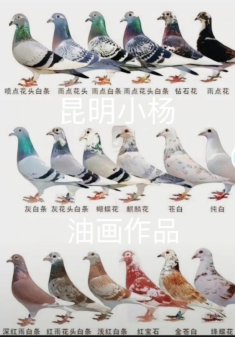 种鸽 赛鸽 油画作品 鸽子运输塑料筐