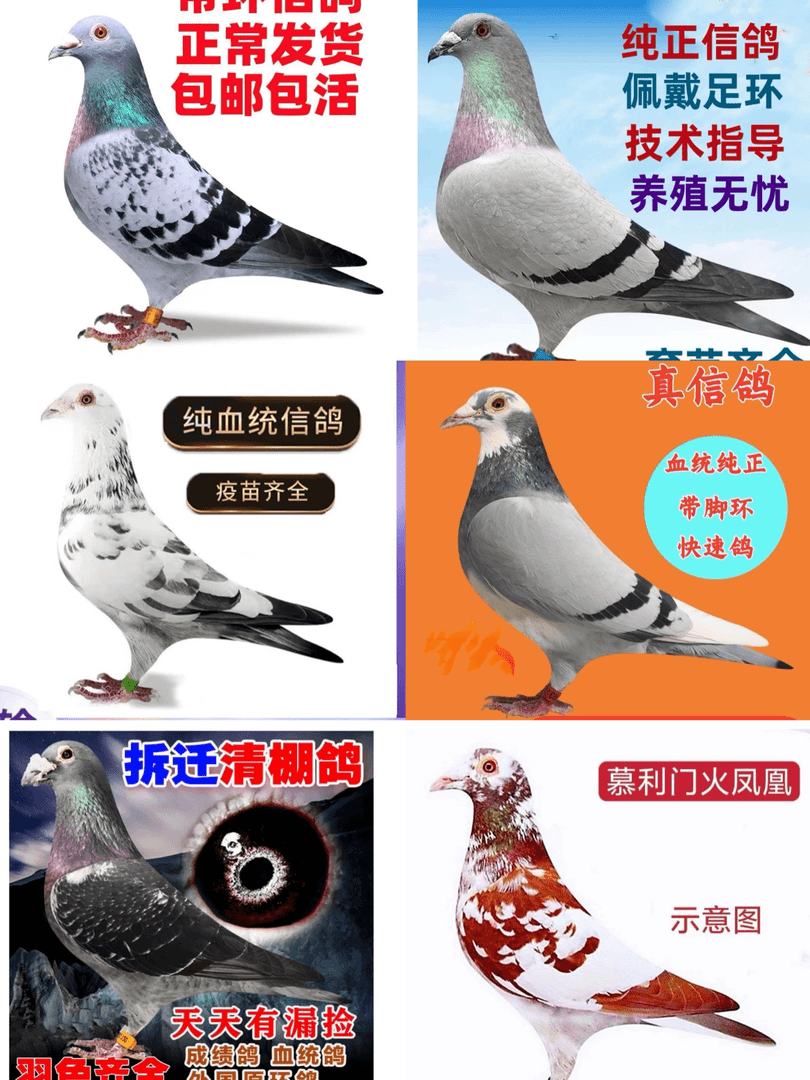 云南高原 赛鸽1只 450克