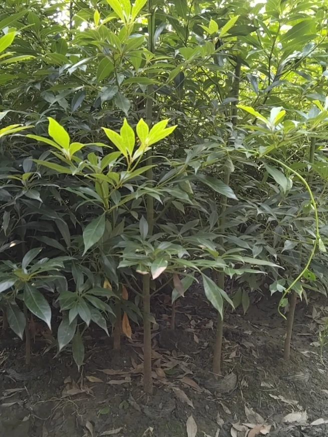 金丝楠木石楠花杯苗地劲两公分树苗绿植金丝楠木树小叶桢楠