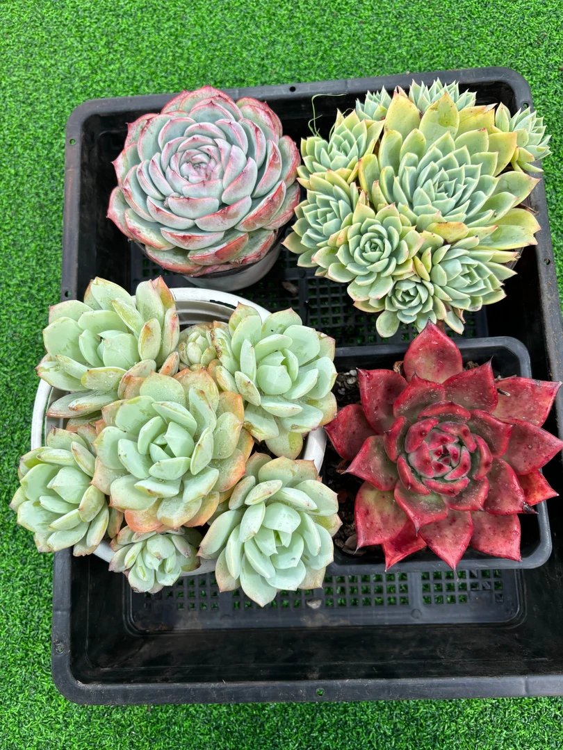 百荟（两单包邮）  精品套餐    脱土发货