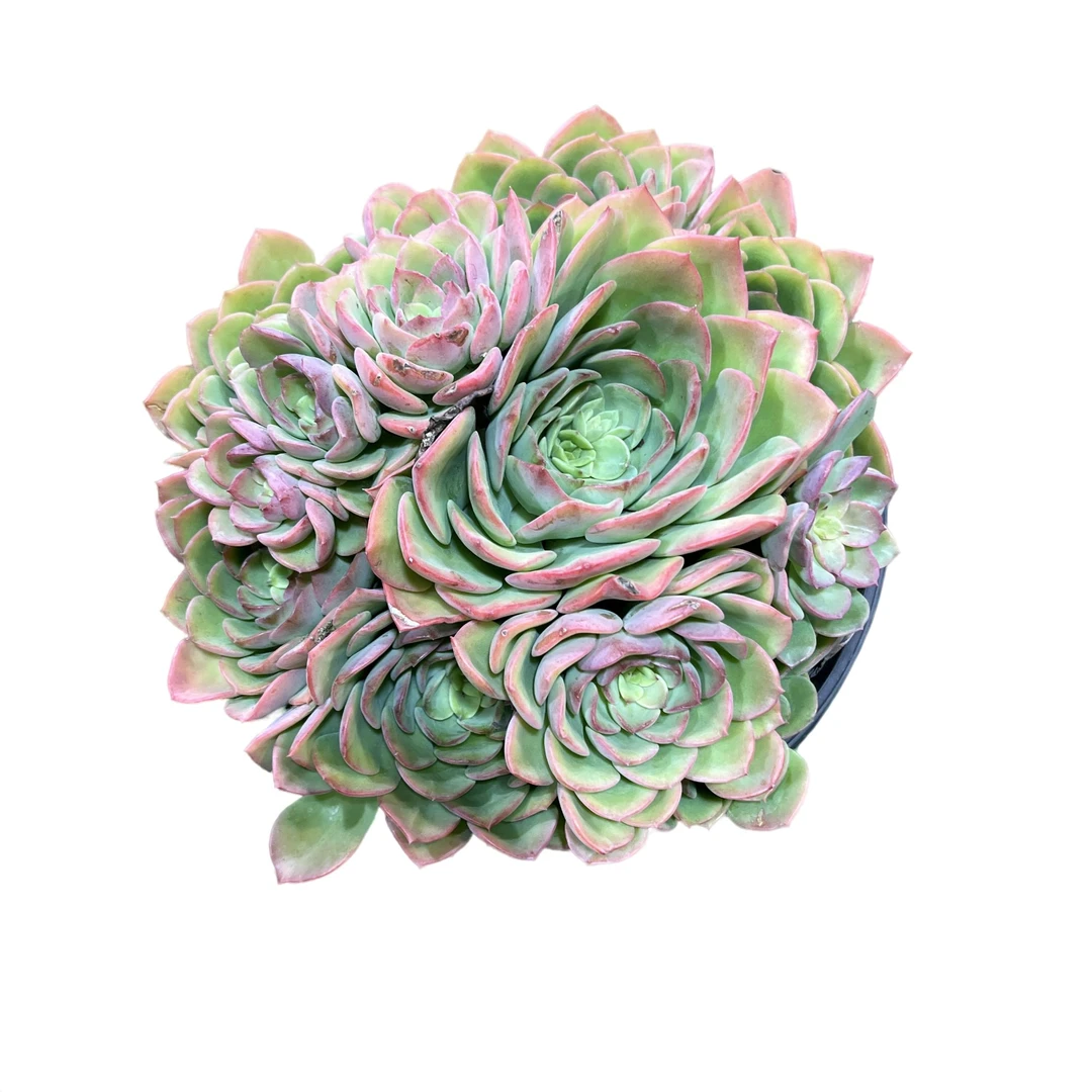 百荟  230杯高贵   脱土发货（两单包邮）