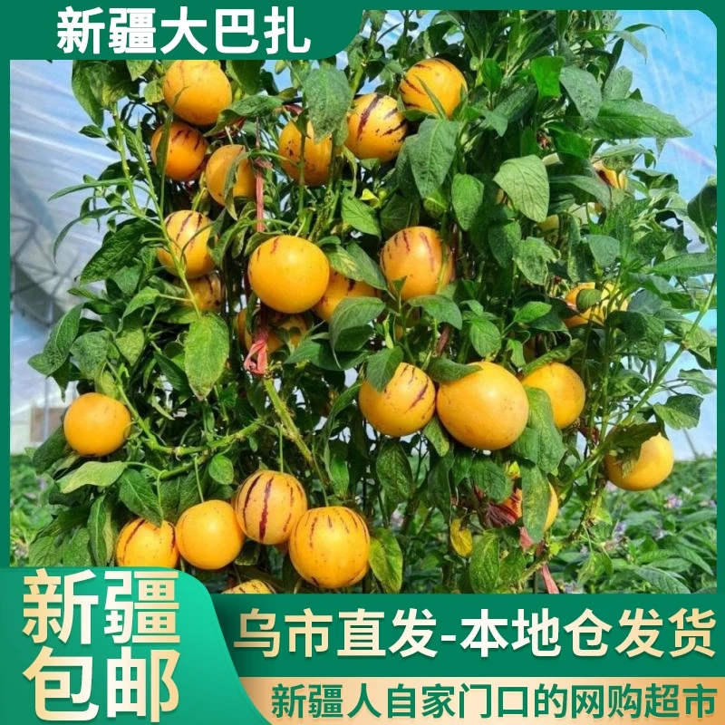 【新疆包邮||乌市发货】人 参 果 种子 四季播种庭院阳台可盆栽
