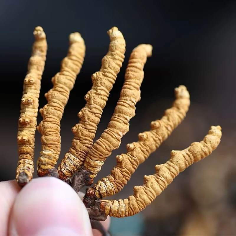 中大草100根福利一级优质品质-2024年头茬新干草5根1克/20克