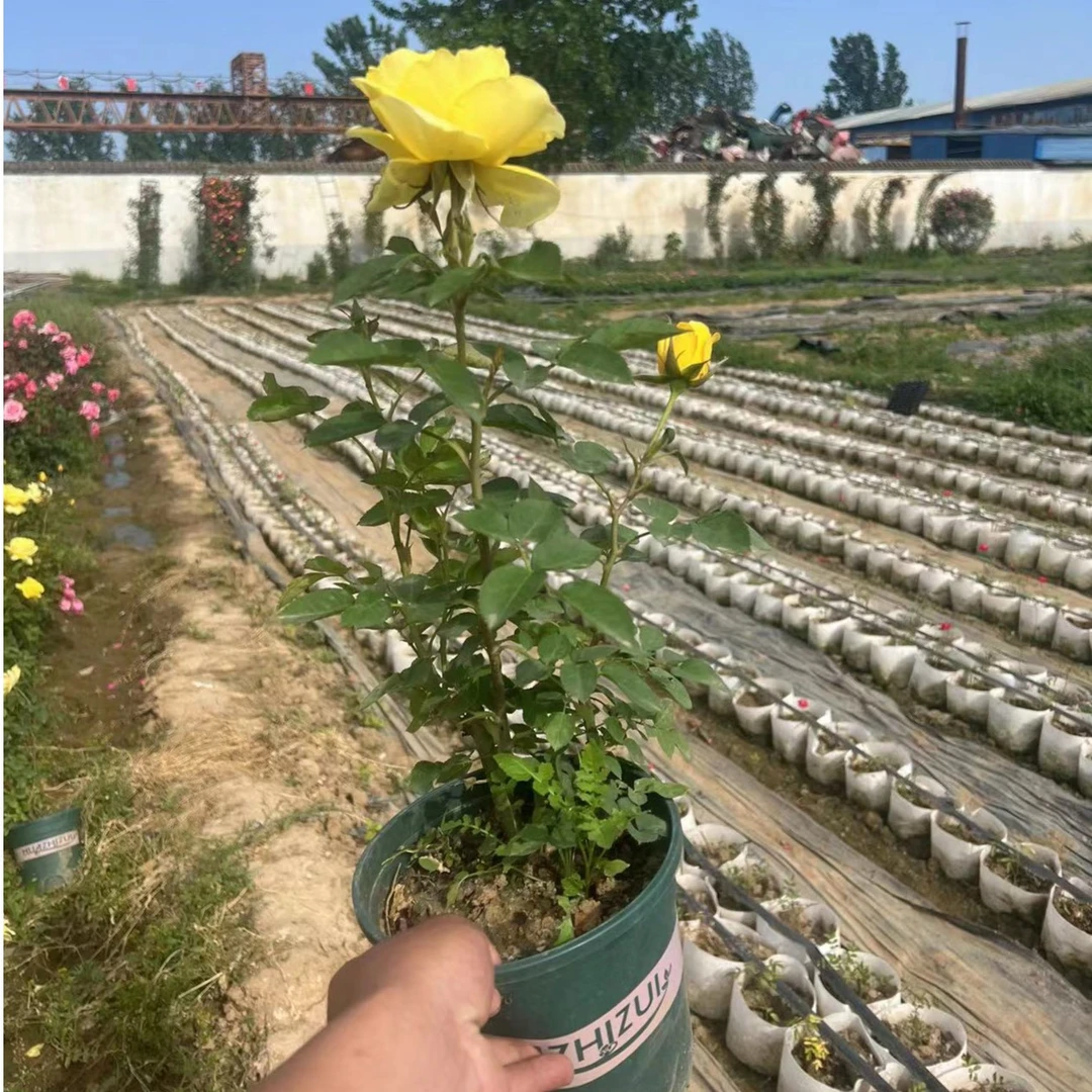 清香型大花月季金凤凰黄色