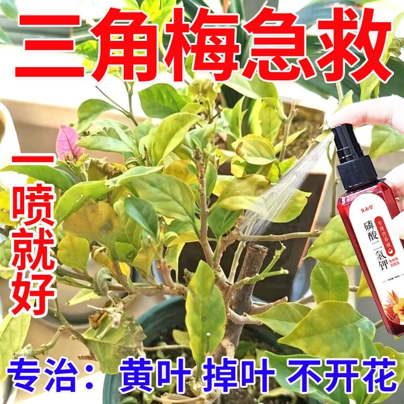 【专治黄叶】三角梅专用肥营养液催生长发新芽延长花期防掉叶烂根
