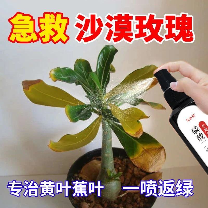 【黄叶克星】沙漠玫瑰营养液专治黄叶干尖不开花花开不败专用肥料