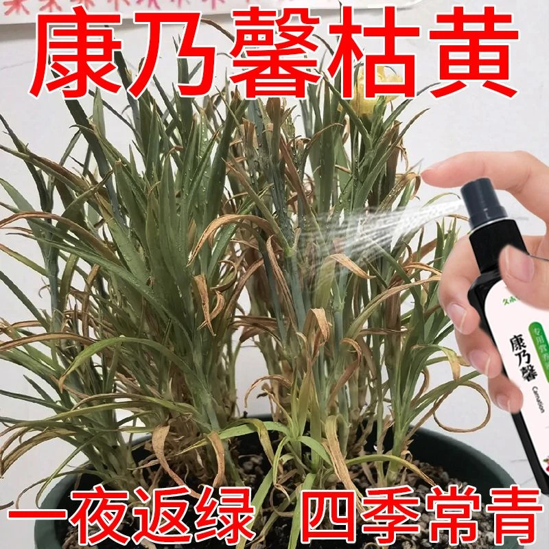 康乃馨营养液专用急救叶子发黄枯萎干焦助生长叶增绿免稀释肥料