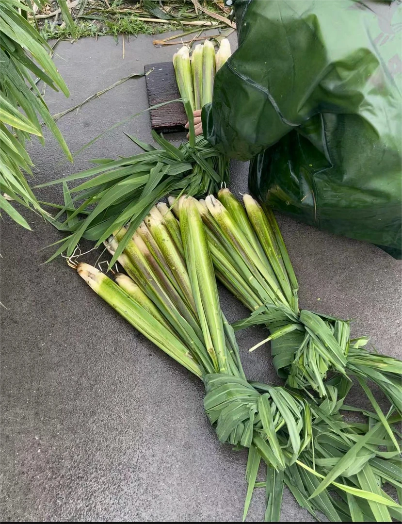 古渡甲鱼 河姆渡精品茭白  顺丰快递