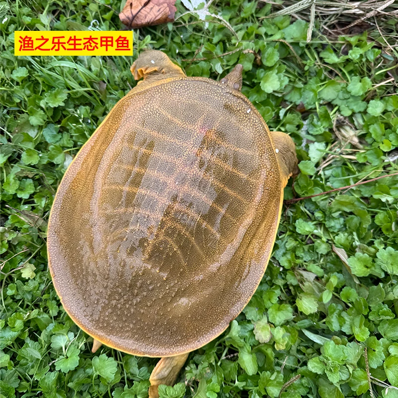 【直播改价】生态外塘黄油甲鱼