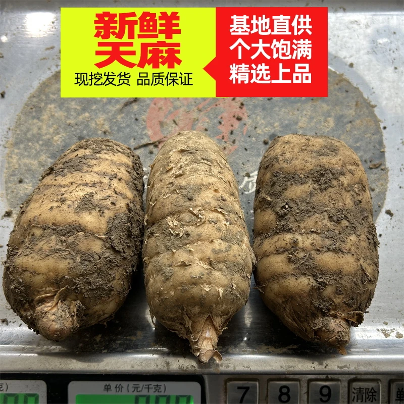 神农架新鲜天麻种植基地滋补食材炖鸡烹饪