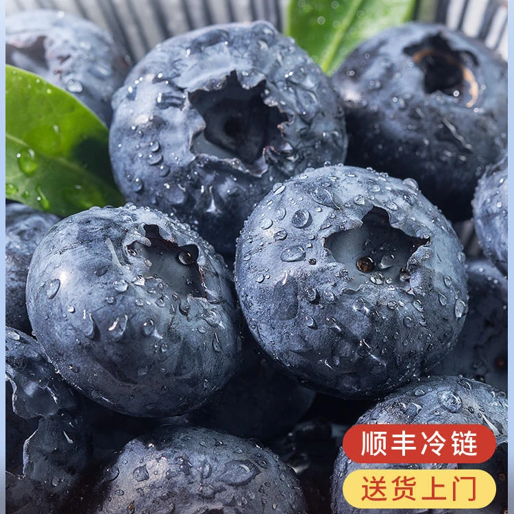 【顺丰到家】爽口爆汁蓝莓水果新鲜脆甜采摘现摘孕妇辅食产地直发