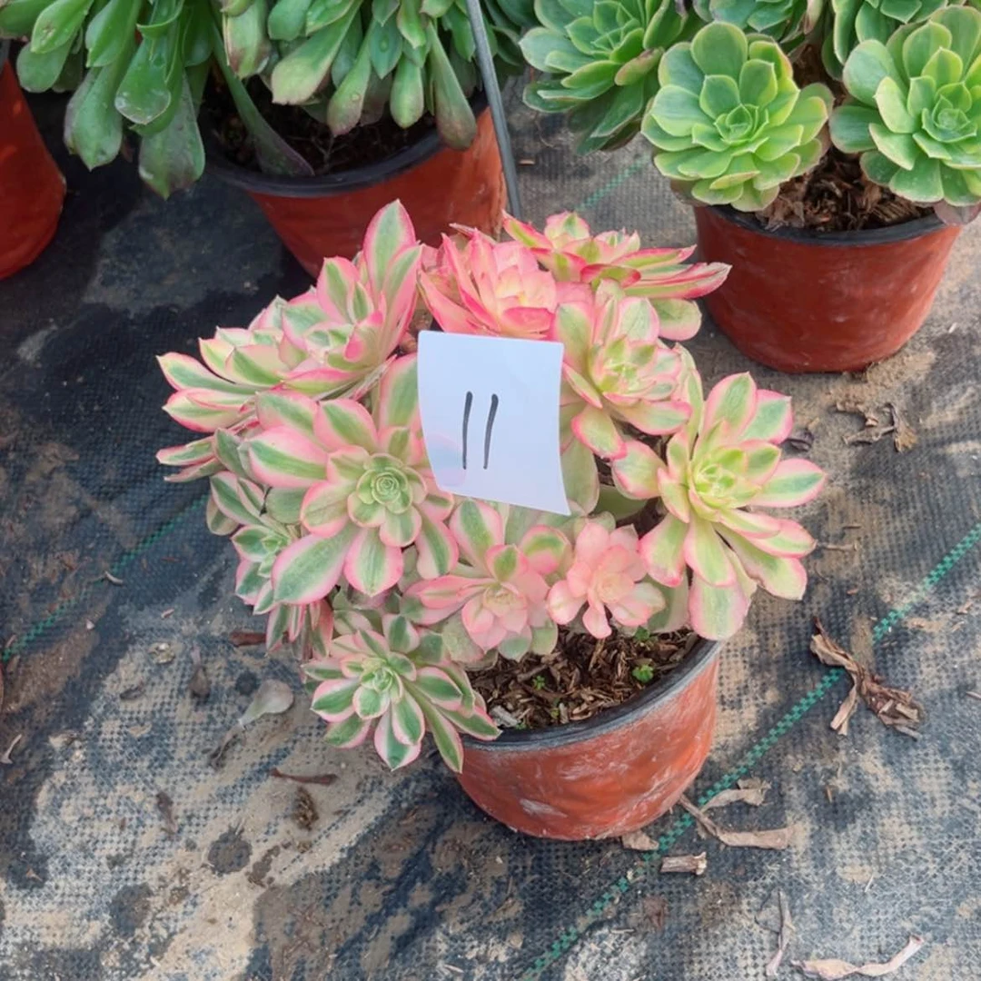 【闪购商品】晓*11