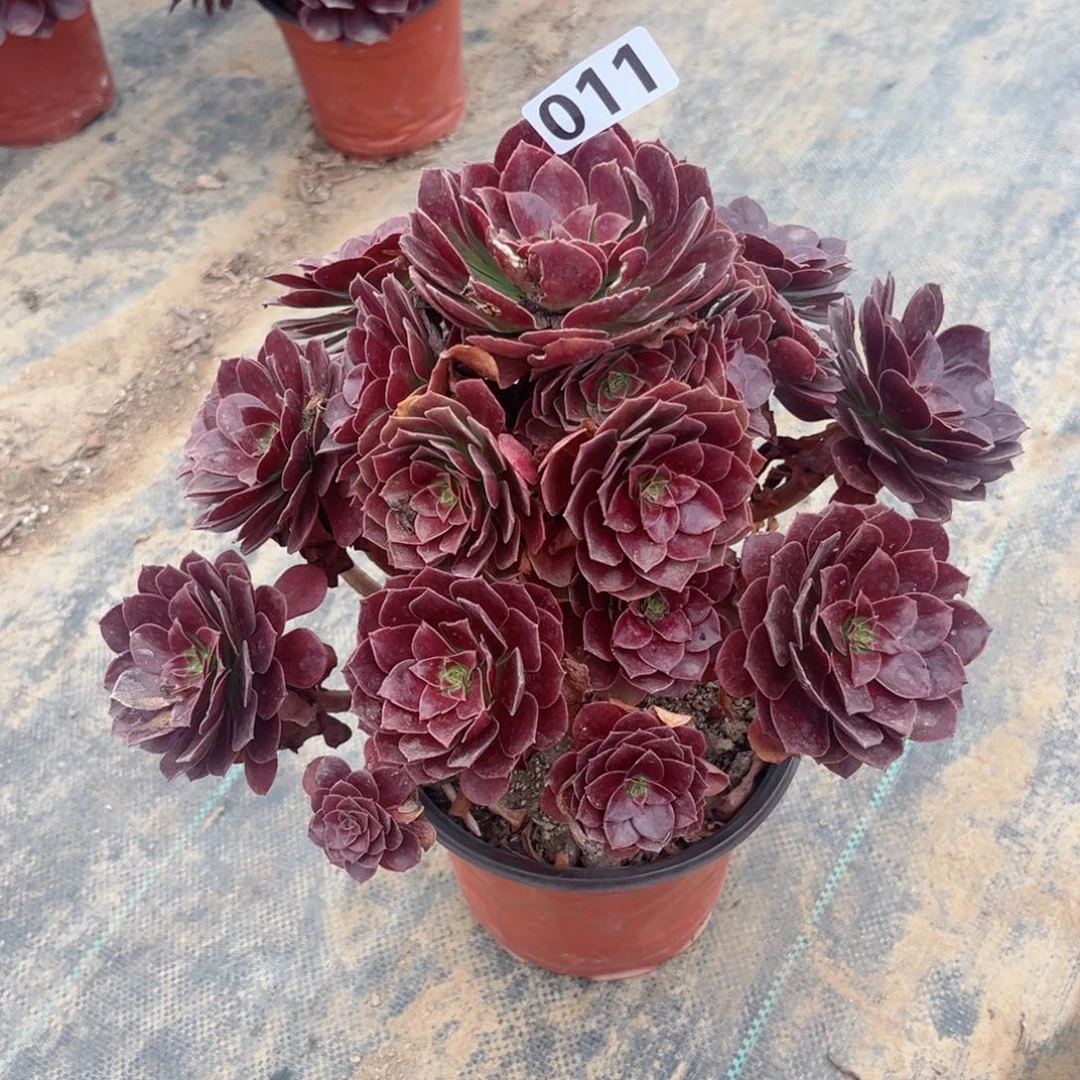 011赤焰莲多肉法师