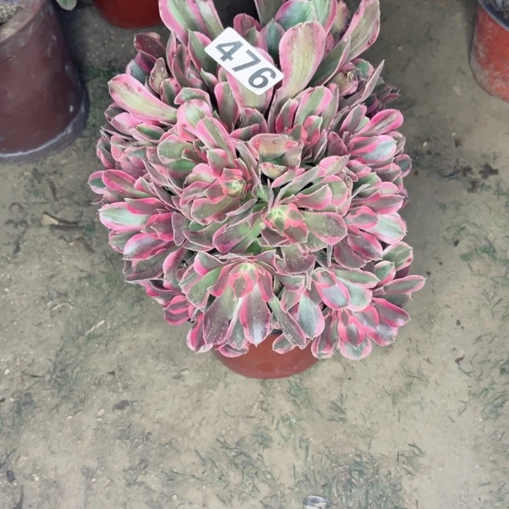 476粉女郎多肉法师