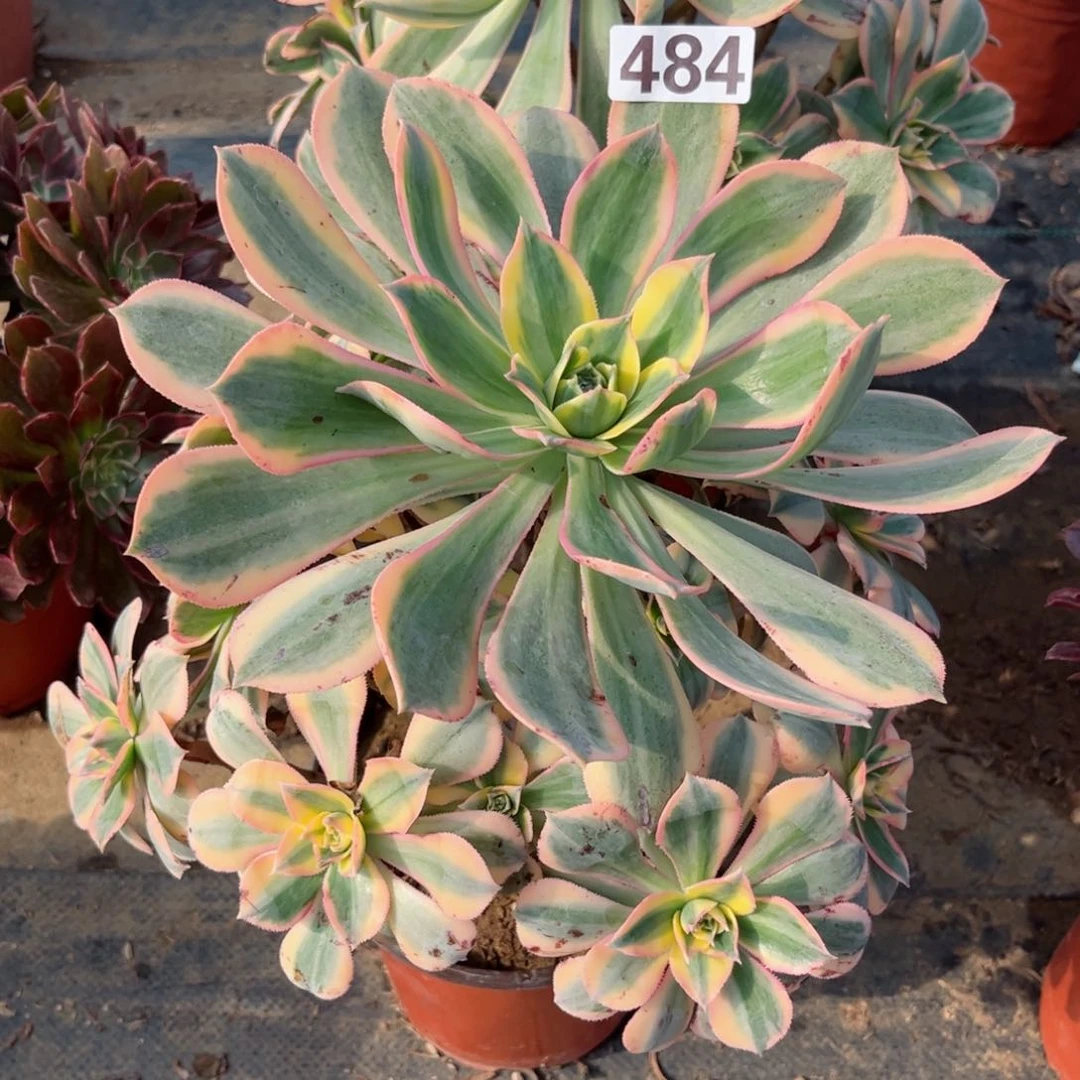 484灿烂法师多肉植物