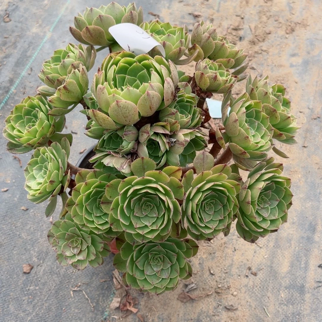 35万拉丝多肉法师