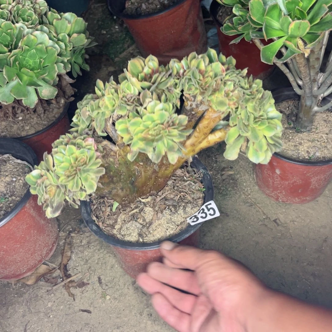 335雅典娜多肉植物