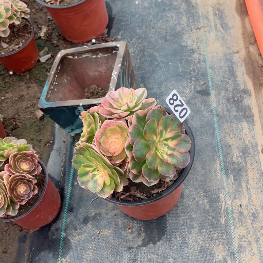 雨****光028荔枝法师多肉植物