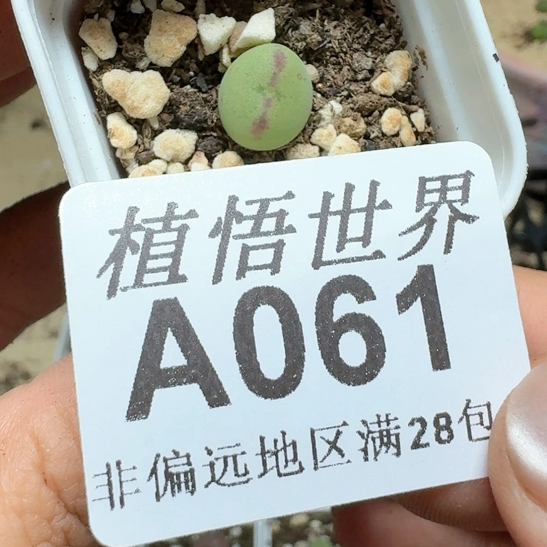 我***名061h号多肉植物哇