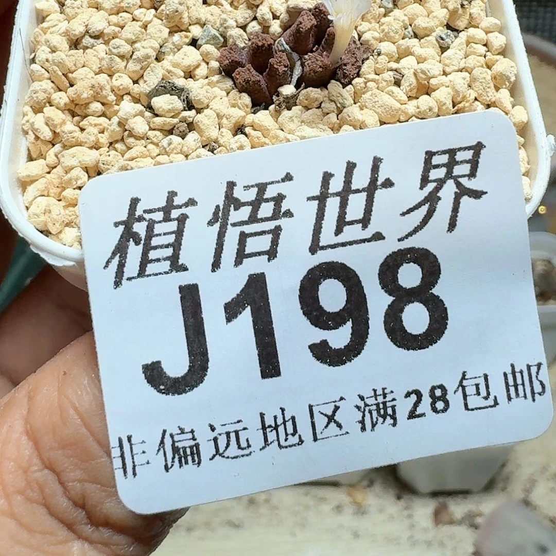 198盒多肉植物。z