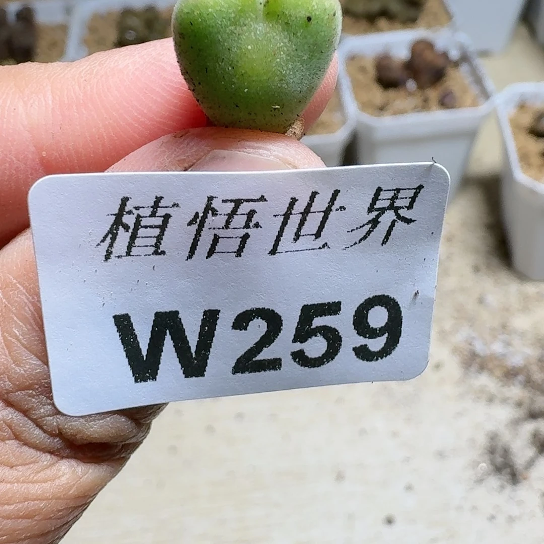 259号多肉植物哇c