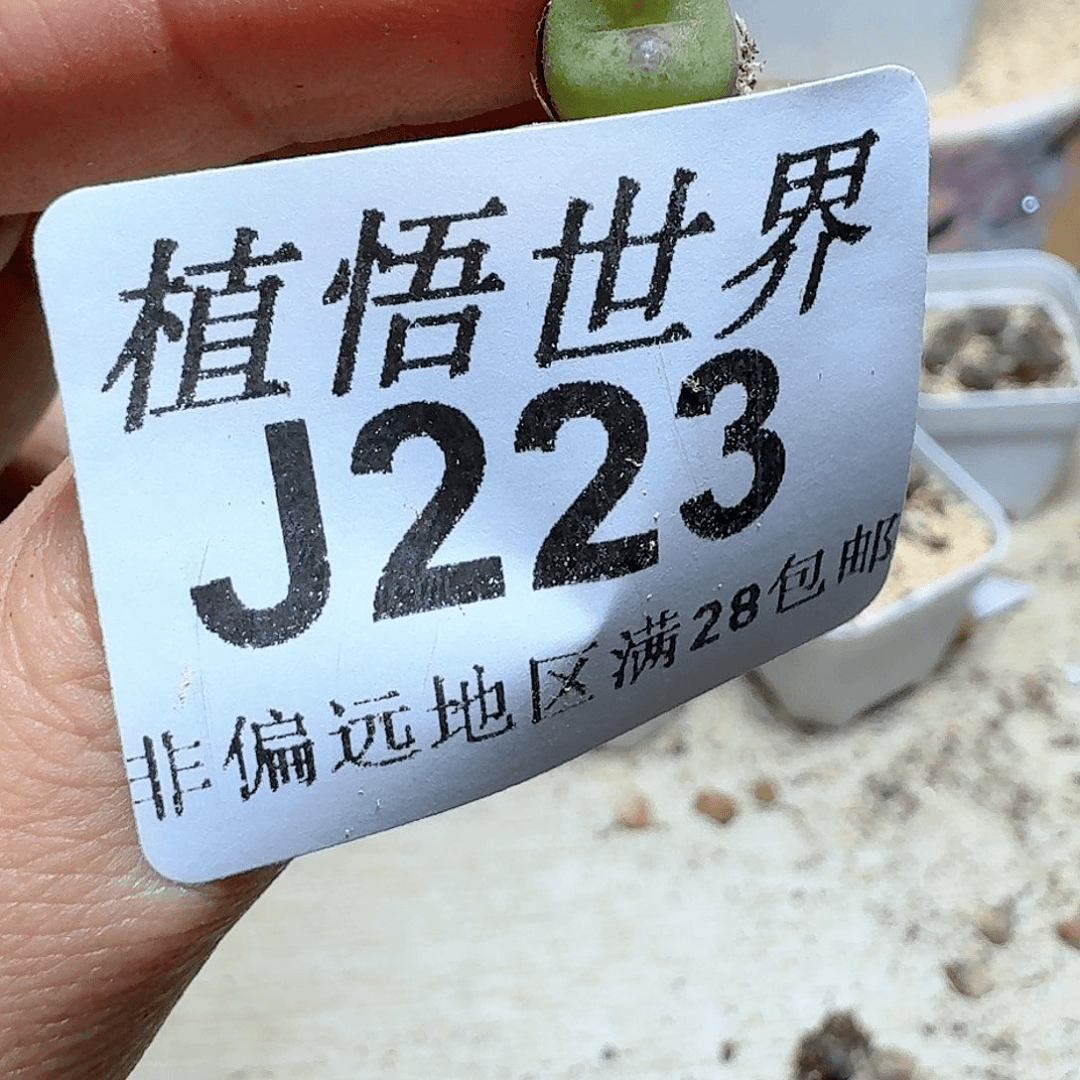 223号多肉植物。x