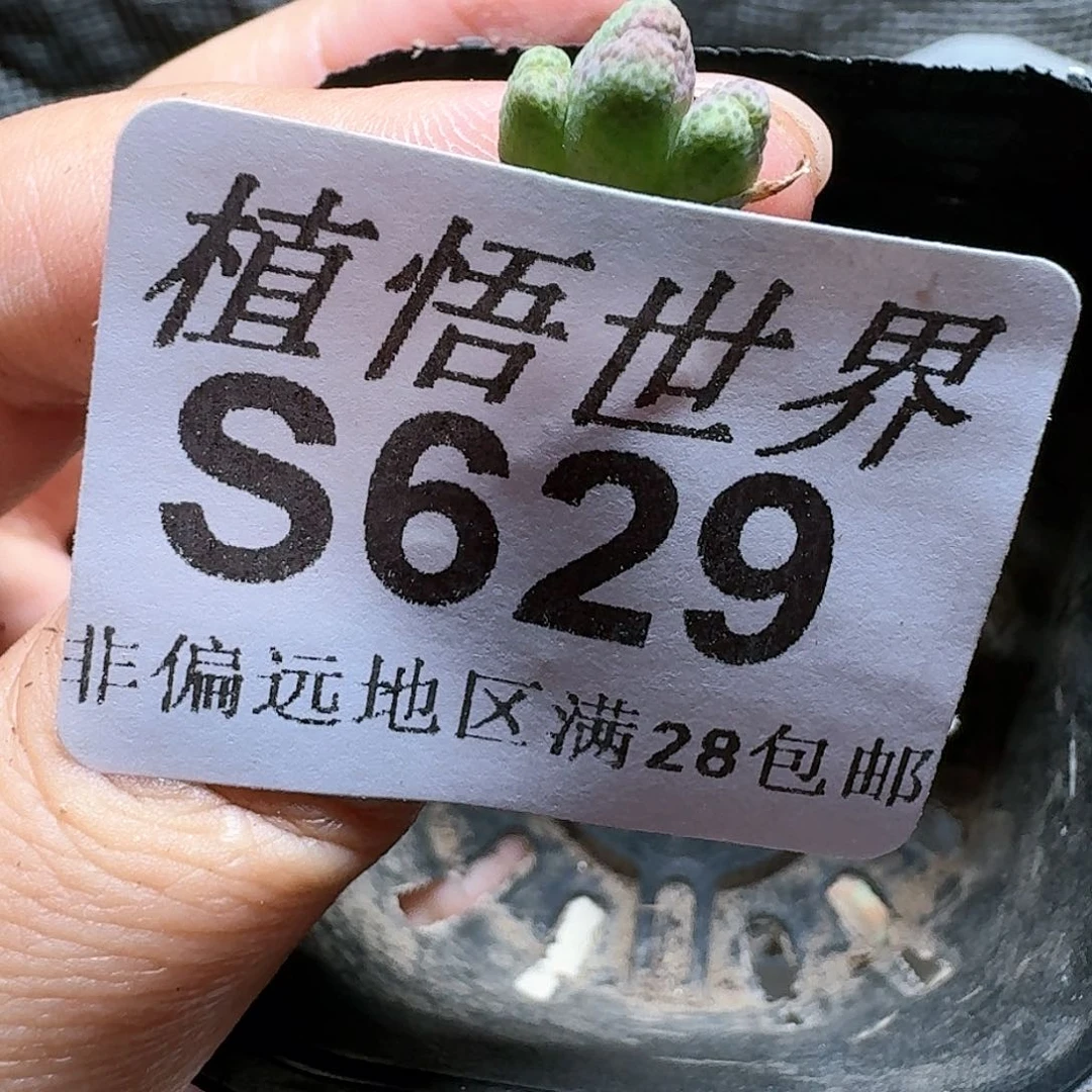 629号多肉植物哇